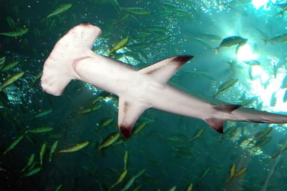 Romanian ridgeback hammerhead shark